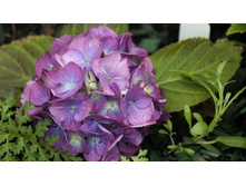 ��������� � � ������