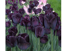 ������� ����� ������ ��-��� ��-��� 125,3 ���. ��. (� �������� 7 ��.). ������ �� 60 ��. ������� ������ �� 10 ��..jpg