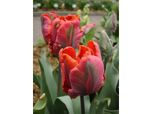 ������� ���������� ���-���� ���. ����.jpg