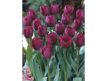 ������� ����� ������ ���-���� ���. ����.jpg