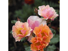 �������������� Jazz