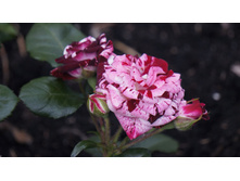 Arrow Follies. ����� ������