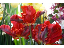 ������� ���������� �-�� ���-��� ���. ���� .jpg