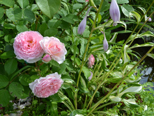 DSC 06031.JPG
