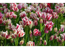 ������� �������������� ���-���� ��-�� ���. ����2..jpg