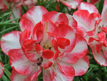 �������� �������� ������� ���-��� ���. ����2.jpg