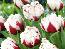 �������� �������� ������� ����-���� ���. ����4.jpg