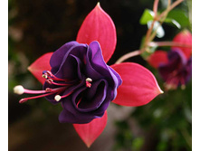 Fuchsia1.jpg