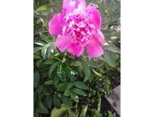 2017-06-20 14.29.30.jpg