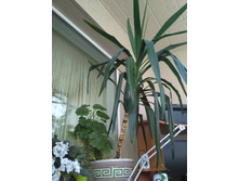 ���� ��������