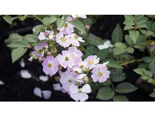 ������ �������