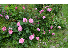 DSC 0417.JPG