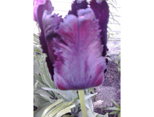 2017-05-22 18.05.22.jpg