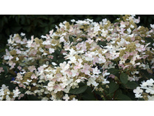 ��������� ����������� ���� ���