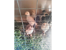 IMG 20170711 191810.jpg