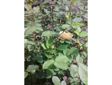 2016-06-02 14.15.25.jpg