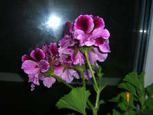 CIMG9773.JPG