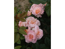 ������� �����