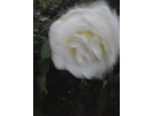 2016-07-27 20.36.17.jpg