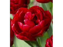 �������� �������� ������ ��-� ��-��� �-�� 111,3 ���. ��. (� �������� 7 ��.). ������ �� 50 ��. ������� ������ �� 12 ��..jpg