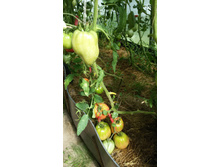 ����������� ������)