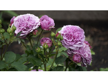 �������� ���