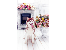 ���� ������ ���