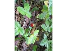 IMG 3721.JPG