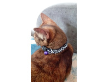 ������� ��� ����� ��� ��������� ������