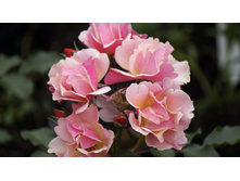 �������������� Jazz