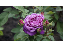 ����� ����