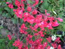 ������� �������-�������.jpg