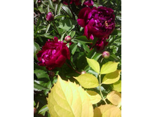 2017-06-20 14.29.08.jpg