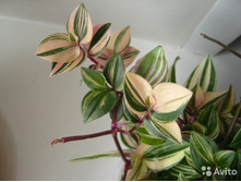 ������������ �����������(���,����,�������)