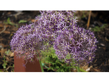 ��� ��������