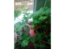 2015-10-18 13.07.25.jpg