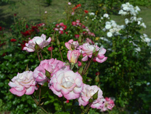 DSC 0708.JPG