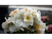 Sally Holmes (�����)