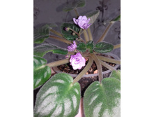 ������ ������)