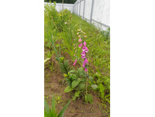 P 20170709 153624.jpg