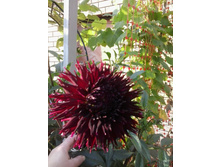 2015-09-24 15.34.49.jpg