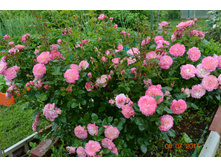 ������ ����