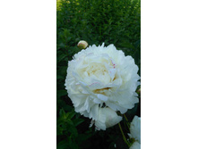 ���� ���������.