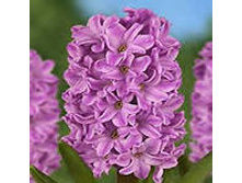 ��-���-�� ����-���. 85,5 ���. ��. (� �������� 3 �.). ������ �� 25 ��. ������� ������ 4 ��..jpg