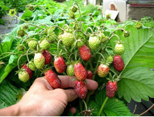 ������� �������