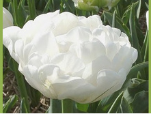 �������� �������� ������� �-� ��-�� ��� ��-��� ���-��� 125,3 ���. ��. (� �������� 7 ��.). ������ �� 50 ��. ������� ������ �� 10 ��..jpg