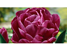 �������� �������� ������ ��-�� ����-� ���. ����.jpg