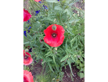 ���� ��� ��))