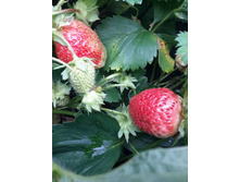 19554642 1962716033753960 3865926623244399803 n.jpg