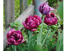 �������� �������� ������� ��-� ���-� ���. ����.jpg